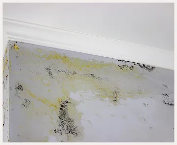 Beispielbild Schwarzschimmel an der Wand